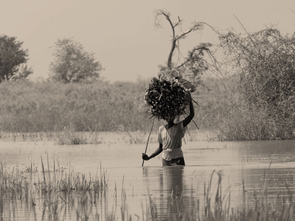 Person carrying crops through floodwater in a rural landscape, representing climate adaptation